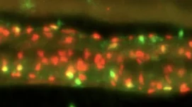 Image de microscopie montrant des neurones (colorés en vert et rouge) présents dans l'intestin d'un poisson zèbre ©Christelle Golzio